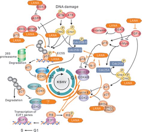 Frontiers Cell Cycle Regulatory Functions Of The Kshv Oncoprotein Lana