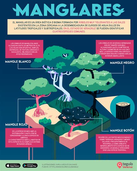 Veracruz Infographic Illustrations Behance