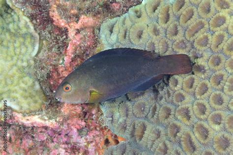japanese parrotfish chlorurus japanensis complete care guide