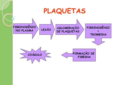 Sistema Cardiovascular