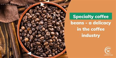 Impressive Facts About Specialty Coffee Beans K Agriculture