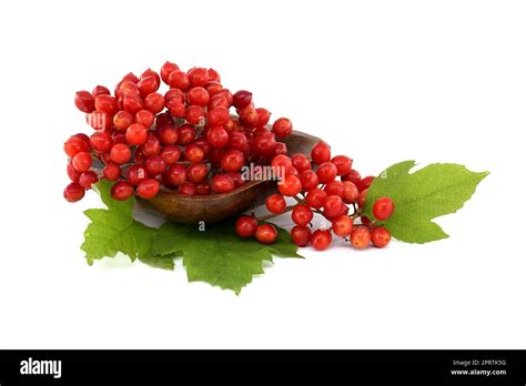 Viburnum Opulus berries and leaves on white Stock Photo - Alamy