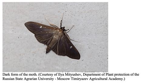 Box Tree Moth A Major Pest Threat To Boxwood Think Ipm Blog