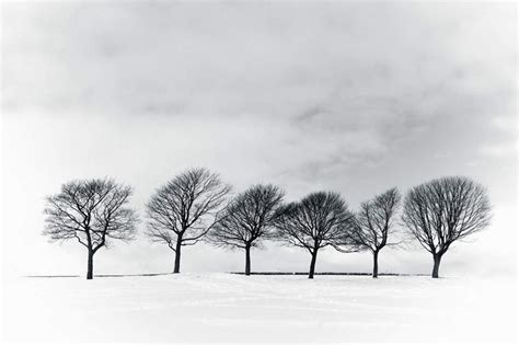 无人横图黑白室外白天正面旅游度假荒凉美景雪植物大雪一排许多覆盖整齐积雪景观乌云雪景云阴天云朵