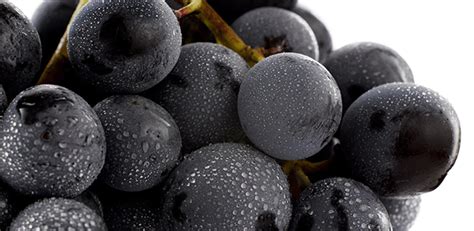 Spanish red wine grapes | Foods Wines from Spain