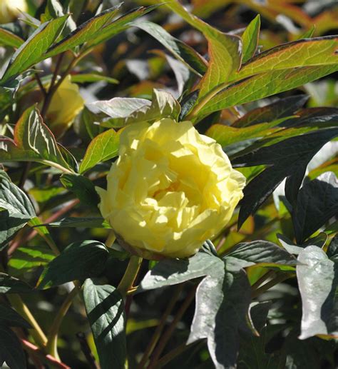 Strauchpfingstrose Gelb Paeonia Suffruticosa Gelb