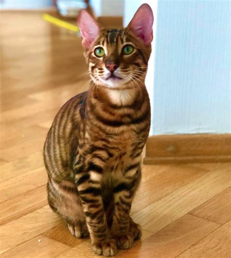 14 Characteristics Of Standard Toyger Cats | PetPress