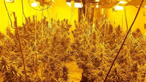 Thornaby Cannabis Farm Worth £100000 Found Bbc News