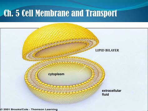 Ppt Ch 5 Cell Membrane And Transport Powerpoint Presentation Free Download Id 5672556