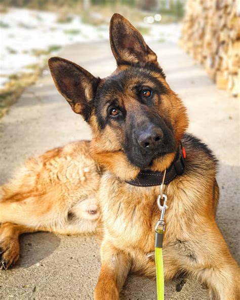 14 Facts About German Shepherd Dogs | PetPress