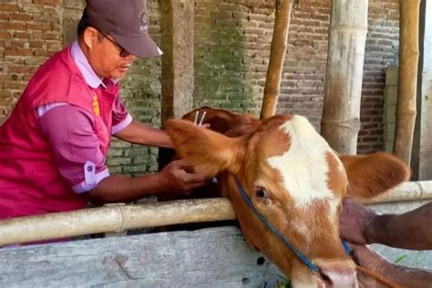 Magetan Berupaya Tingkatkan Populasi Ternak Sapi Dan Kambing Antara