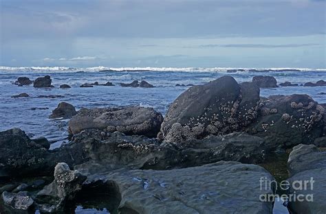 Colonies Of Barnacles Photograph By Jonathan Lingel Fine Art America