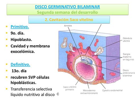 Arriba Imagen Primera Y Segunda Semana Del Desarrollo Embrionario