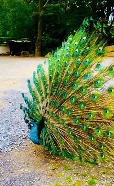 A Peacock With Its Feathers Spread Out