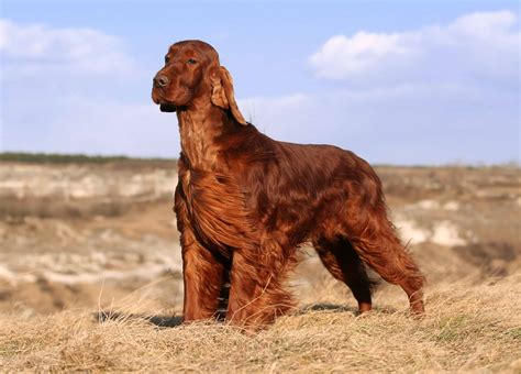 Irish Setter Dog Breed Information With Photos And Videos