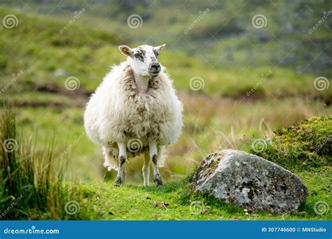 Sheep Marked With Colorful Dye Grazing In Green Pastures Adult Sheep