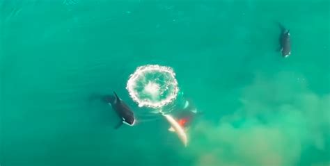 Rare Video Of Orcas Killing Great White Shark In Mossel Bay