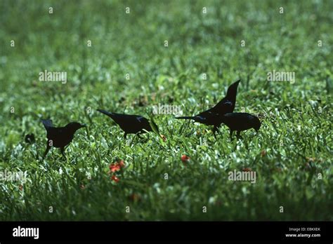 Yellow Faced Mynah Mino Dumontii Four Adult Birds Searching Food In