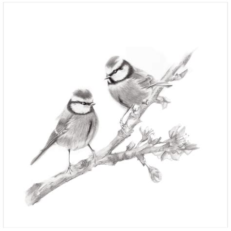 Two Birds On Branch Pencil Drawing Print Bird Pencil Drawing