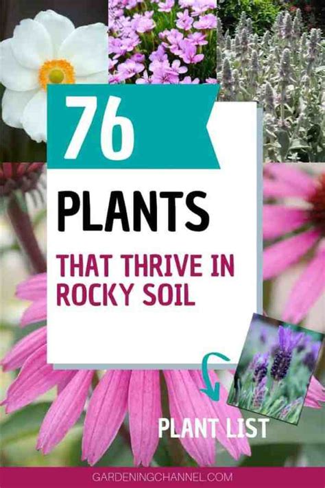 76 Plants That Thrive in Rocky Soil - Gardening Channel