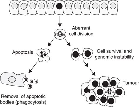 The Balance Between Cell Cycle Arrest And Induction Of Apoptosis May