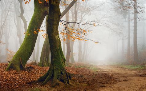 Sfondi Luce Del Sole Alberi Paesaggio Foresta Autunno Le Foglie