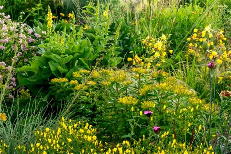 Bienenfreundliche Stauden Staudenblog