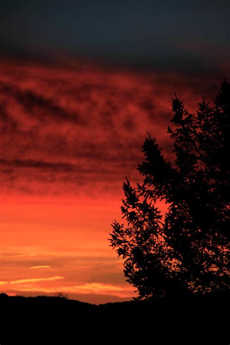 Sentinel Photograph By Pauline Darrow Fine Art America