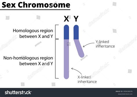 1,380 The X Chromosome And The Y Chromosome Images, Stock Photos ...