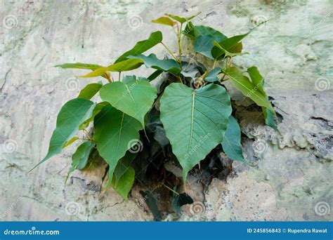 A Sacred Fig Ficus Religiosa Emerging From A Wall It Is Also Known As