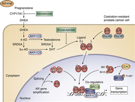 Using Biochemistry And Biophysics To Extinguish Androgen Receptor