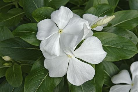 Factsheet Catharanthus Roseus Madagascar Periwinkle Atelier Yuwa