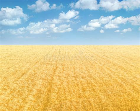 Campo De Trigo Dorado Bajo Cielo Azul Con Nubes Fondo De Paisaje