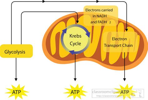 Science Clipart- krebs-cycle-cellular-respiration-clipart - Classroom ...