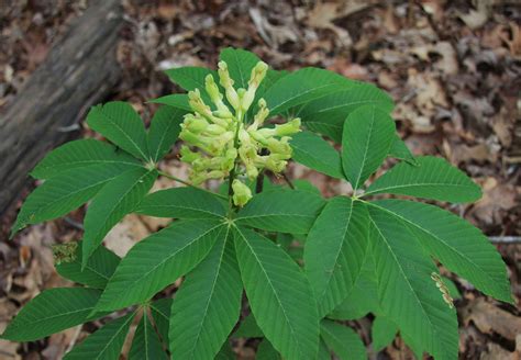 Aesculus Sylvatica Dwarf Buckeye Painted Buckeye North Carolina