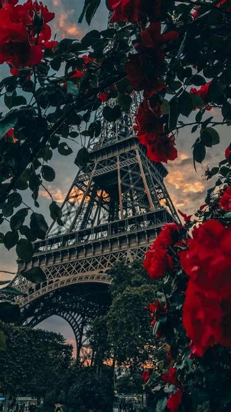 The Eiffel Tower Is Surrounded By Red Roses