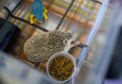 Spike The Hedgehog Is Cuddly On His Belly Not His Back