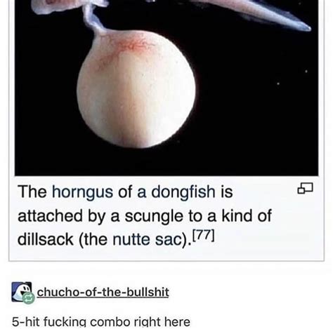 Dongfish Anatomy : r/NotTimAndEricPics