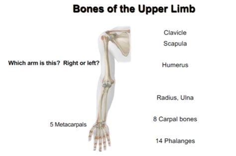 Elbow Joint And Cubital Fossa Flashcards Quizlet