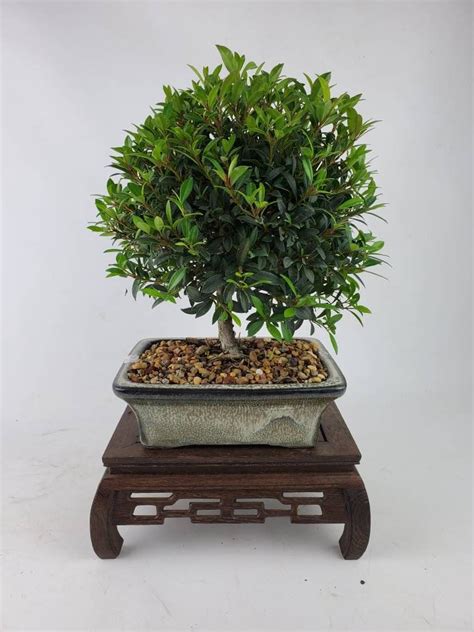 Bonsai Live Tree Global Brush Cherry Eugenia Myrtifolia In A 7 Bonsai