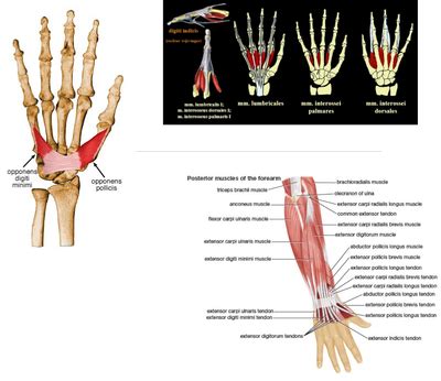 Hand Function - Physiopedia