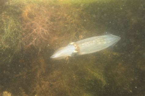 Subfamilia Illicinae Naturalista Mexico