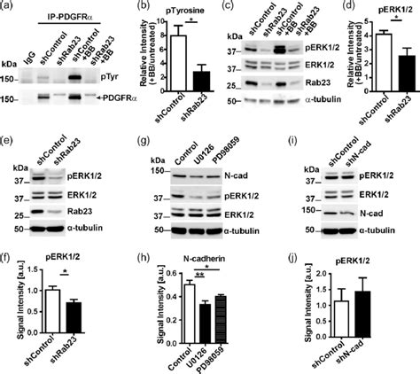 Rab23 regulates the expression of N cadherin through PDGFRα mediated