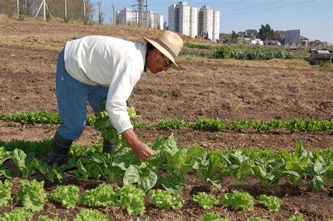 Agricultura Urbana na América Latina Uma opção real de alimentação