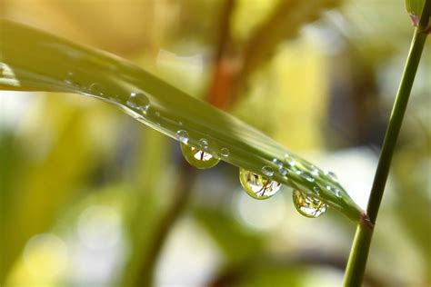 Imagen Gratis Hoja Verde Lluvia L Quido Naturaleza Roc O Mojado