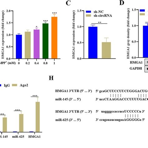 HMGA1 Is The Target Gene For MiR 145 And MiR 625 A ENCORI Database