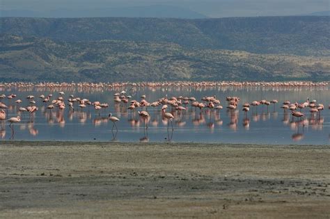 Lago Natron Na Tanzânia