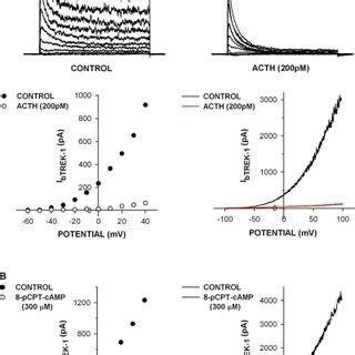 Effect Of Pka Inhibitors On Btrek Inhibition By Acth Whole Cell K