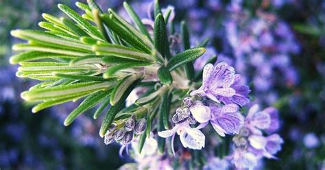 11 Rosemary Essential Oil Benefits (Not JUST Skin, Hair & Health!)