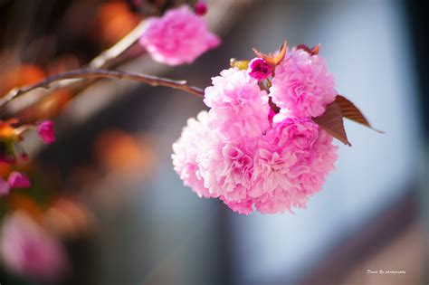 Northern California Cherry Blossom Festival 2017 Northern Flickr